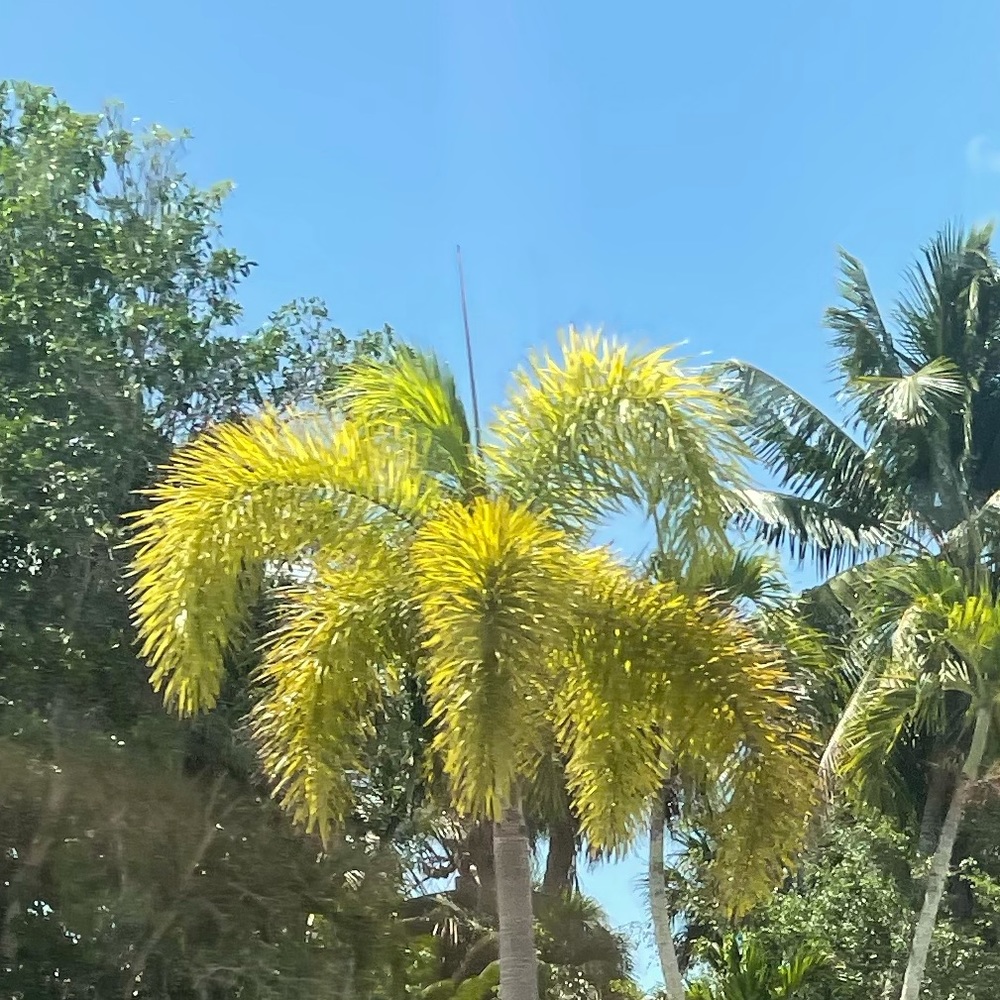 Meet your Posher, Lia